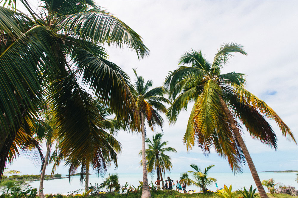 Tropical trees and sunny weather Bahamas