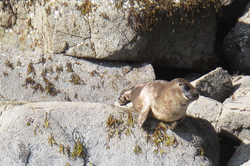 BC Wildlife Photo