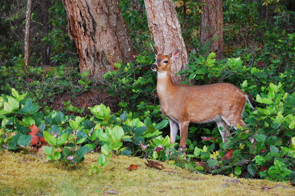 BC Wildlife Photo