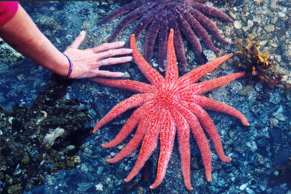 Giant sea star desolation sound