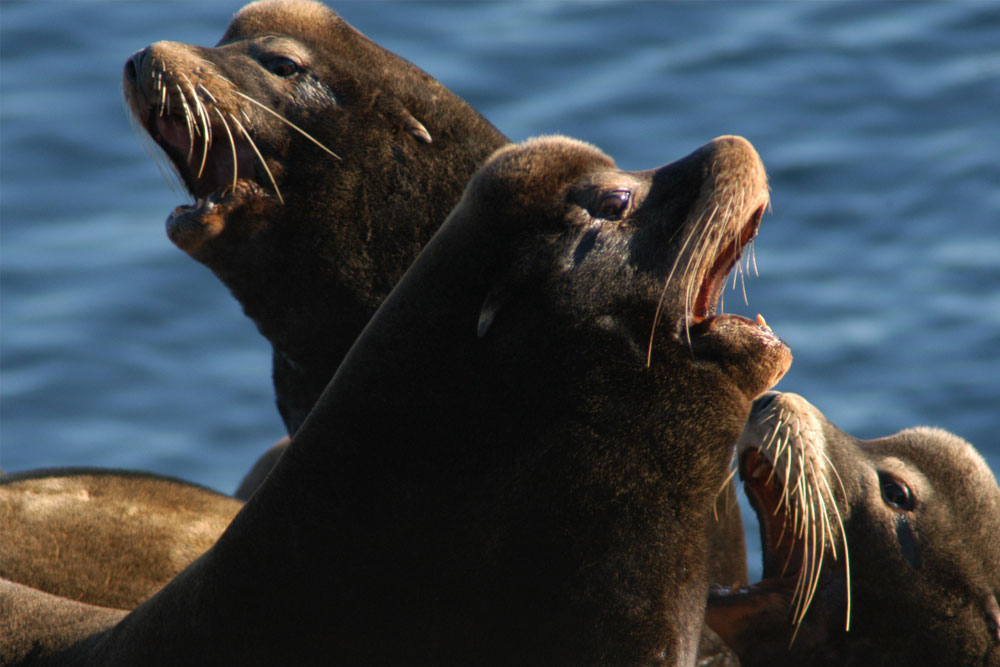 BC Wildlife Photo