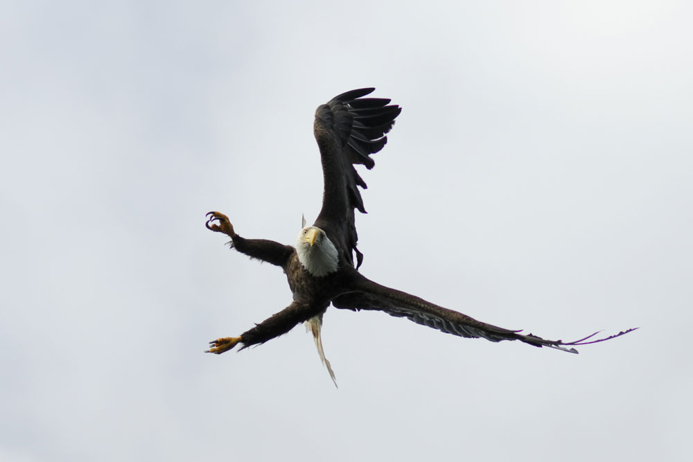 BC Wildlife Photo