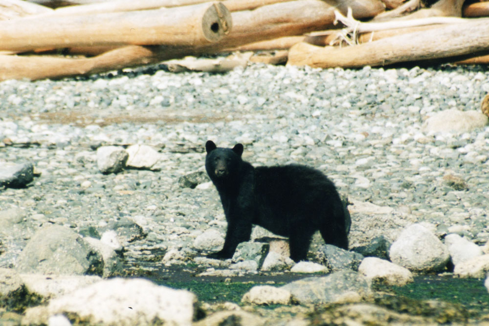 BC Wildlife Photo