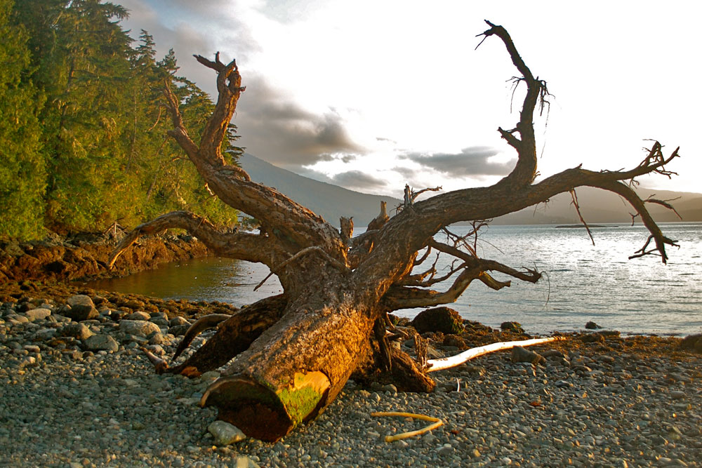 Great Bear Rainforest