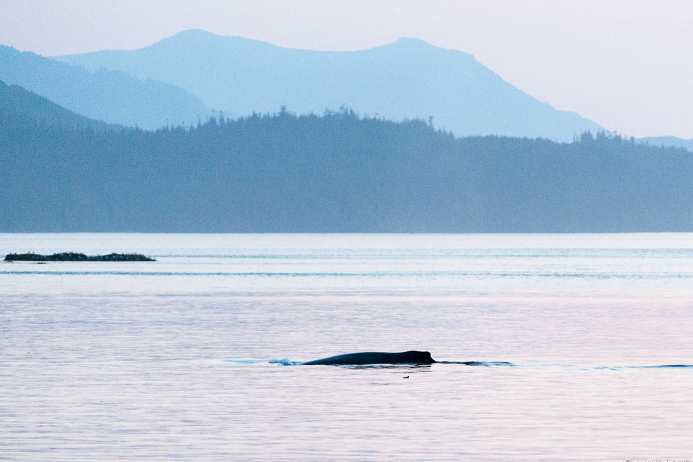 Great Bear Rainforest