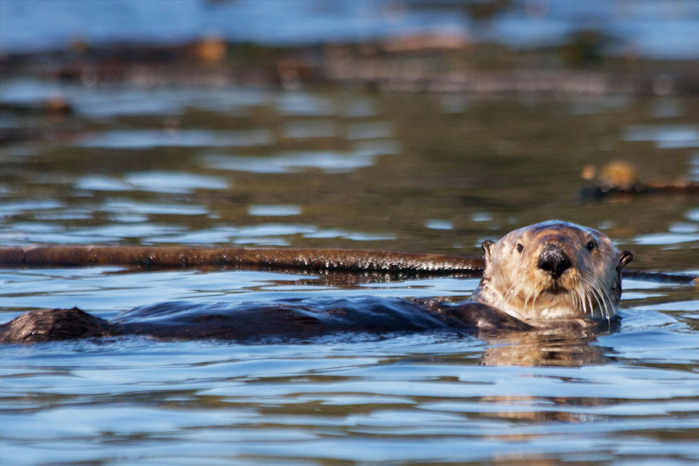 Sea Otter - Great Bear Rainforest