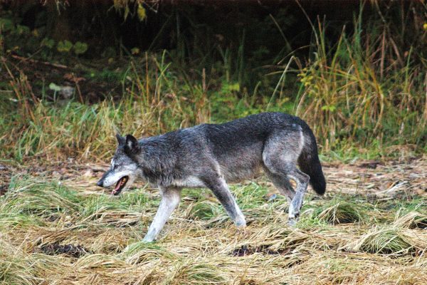 BC Coastal wolves along the shore, one of the key inhabitants of the Great Bear Rainforest region.