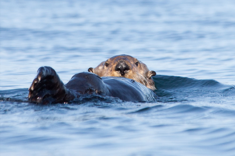 Sea Otter - Great Bear Rainforest