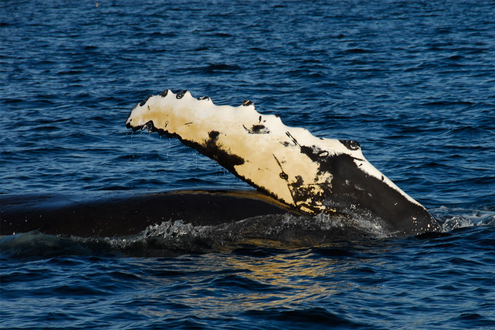 Whale Watching - Great Bear Rainforest