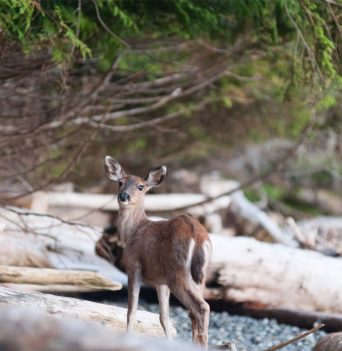 Deer on rocky beach