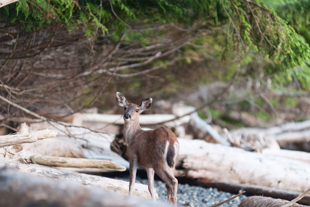 Deer on rocky beach