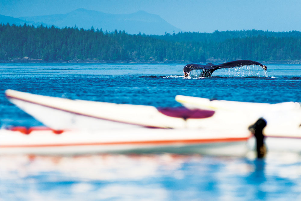 Humpback whale tail behind sea kayaks