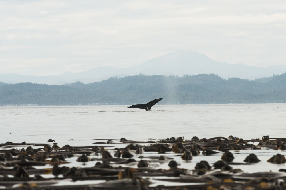 Humpback whale tail over a kelp bed