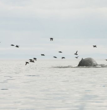 Humpback whale and birds in the Johnstone Strait