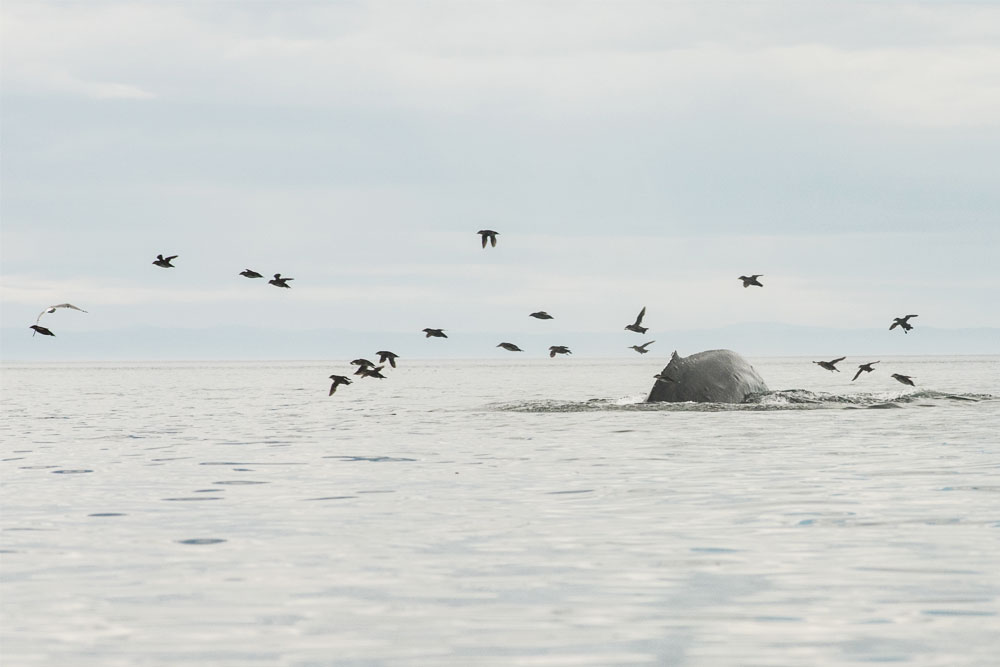 Humpback whale and birds in the Johnstone Strait