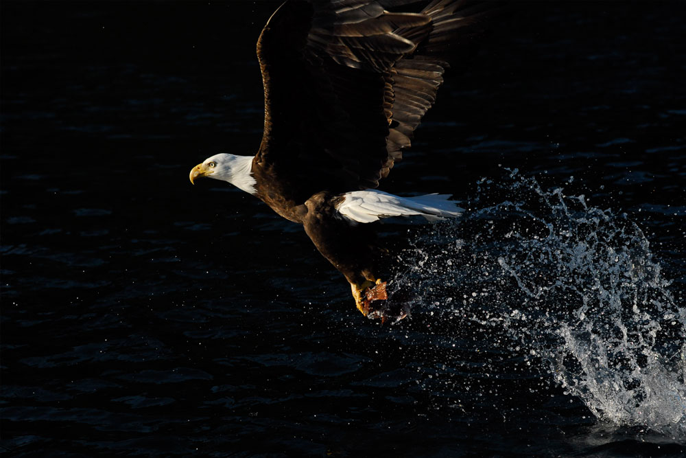 Eagle catching a fish from water