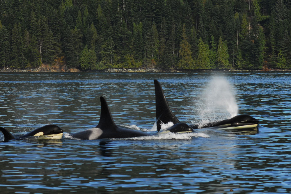 BC Wildlife Photo