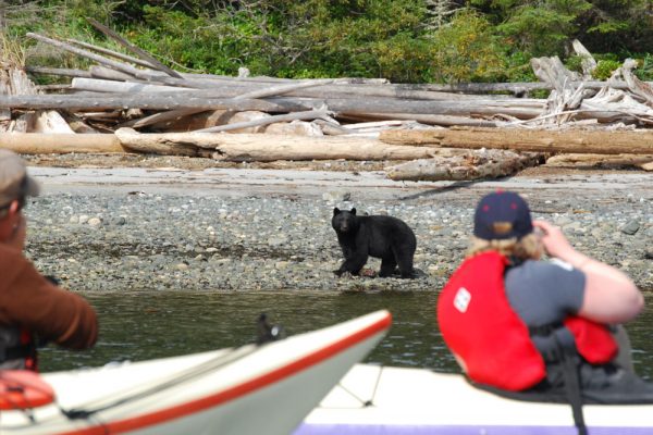 A black bear on a rocky shore