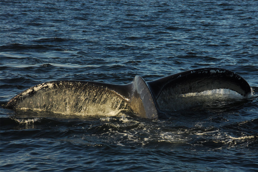 BC Wildlife Photo