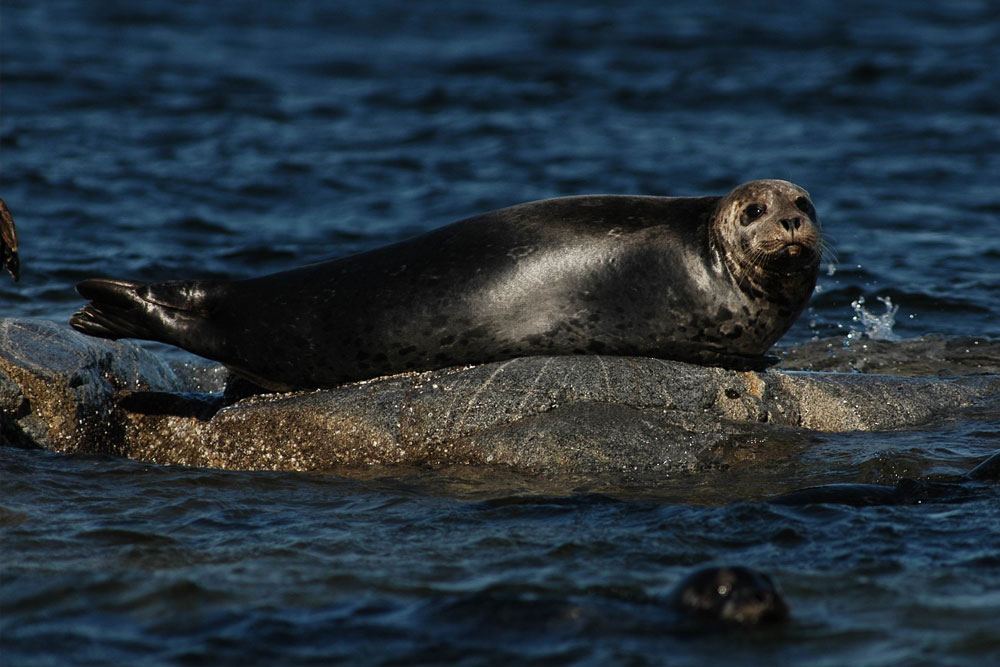 BC Wildlife Photo