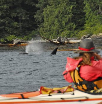 orca kayaking vancouver island
