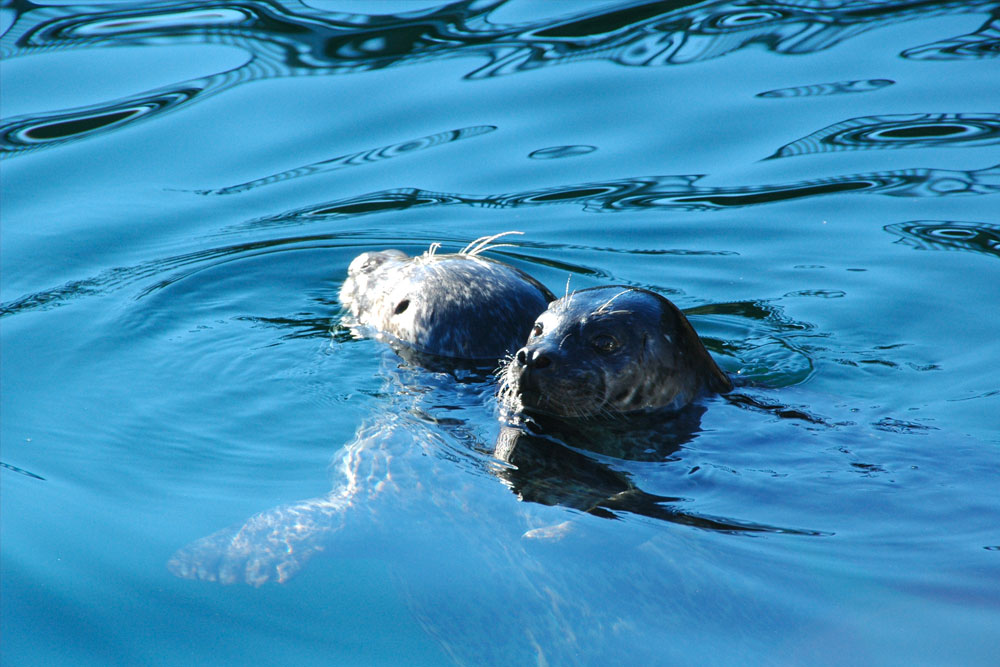 BC Wildlife Photo