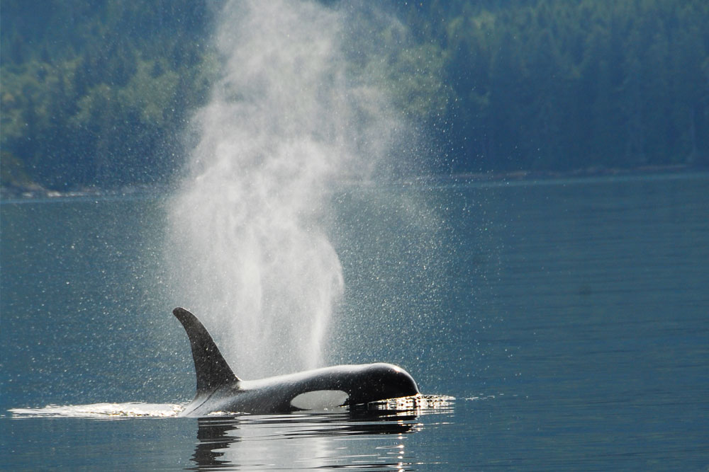 BC Orca Kayaking