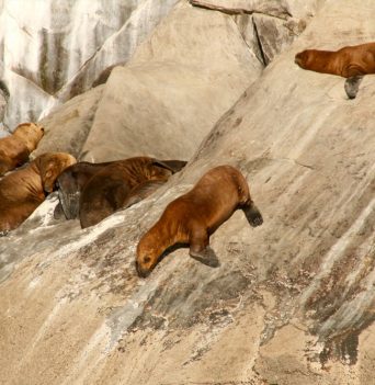 Sea lions lounging on a rock in Chile