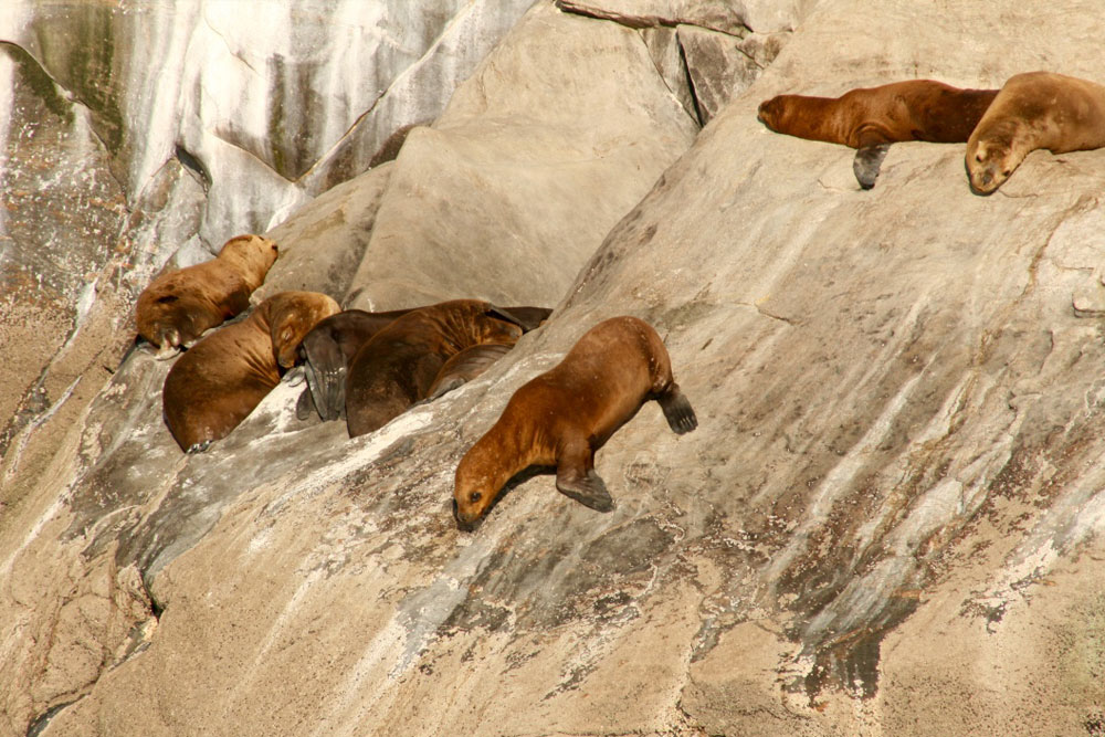 Sea lions lounging on a rock in Chile