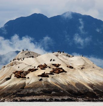 Seals lounging on rocks in Chile