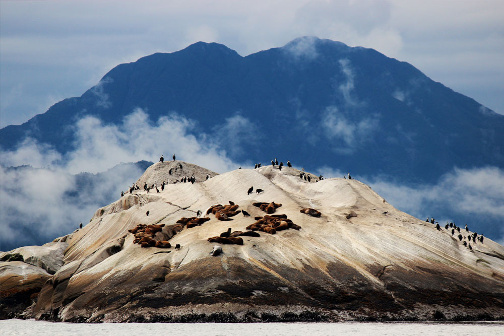 Seals lounging on rocks in Chile