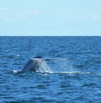 Whale lifting tail out of water in Chile