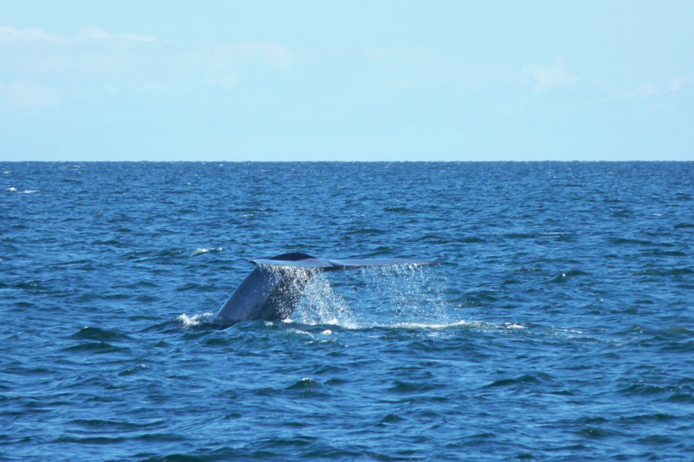 Whale lifting tail out of water in Chile