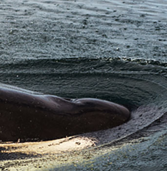 orca kayaking killer whales johnstone strait BC