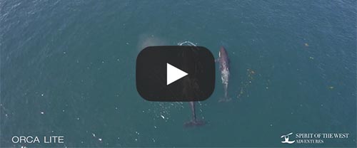 orca lite kayaking video