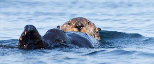 west coast sea otters nuchatlitz
