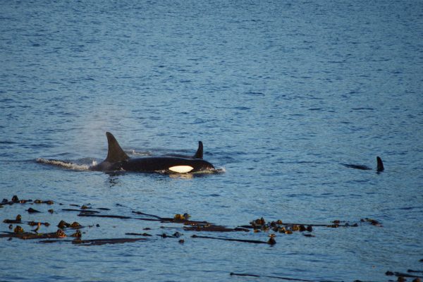 A group of three orcas travelling near a kelp forest in the JOhnstone Strait