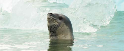 kayak patagonia wildlife leopard seal