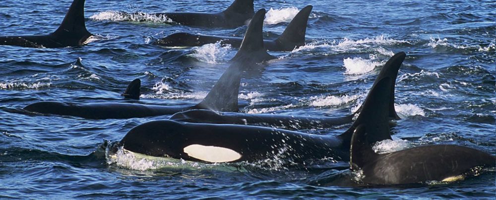pod of orcas in british columbia