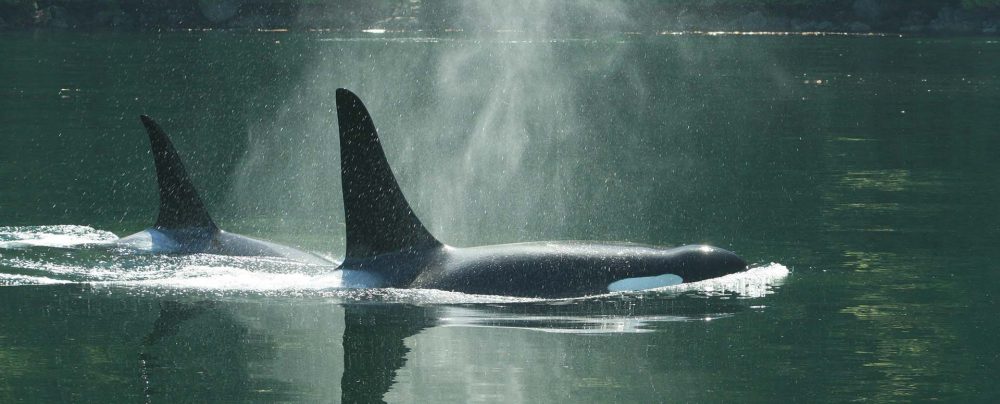 orcas in Johnstone Strait