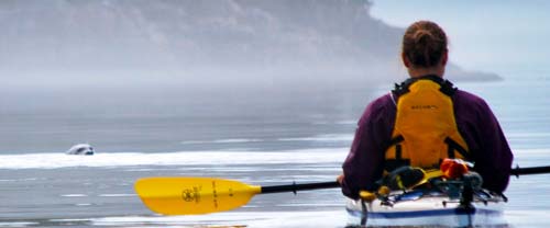 sea kayaking realm of whales