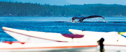 humpback tail in blackfish sound kayaking vancouver island