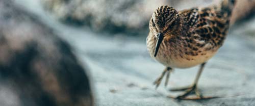 Baby Sandpiper on the beach