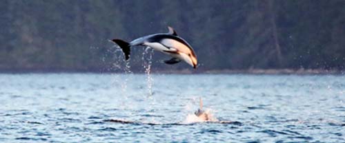 dolphins leaping on kayak trip