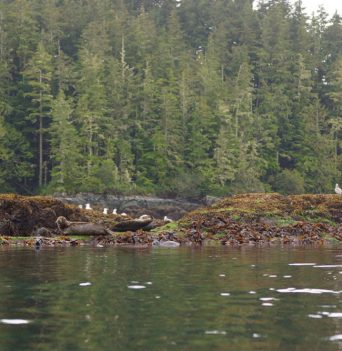 Kayaking Tour