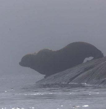 Wildlife Viewing