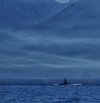Whale Watching