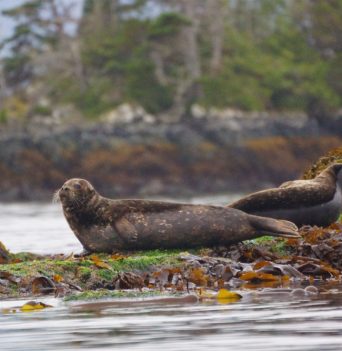 Wildlife Viewing