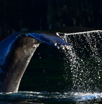 BC Whale Watching