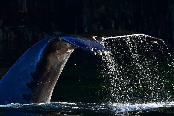 humpback whale Blackfish Sound kayaking glamping